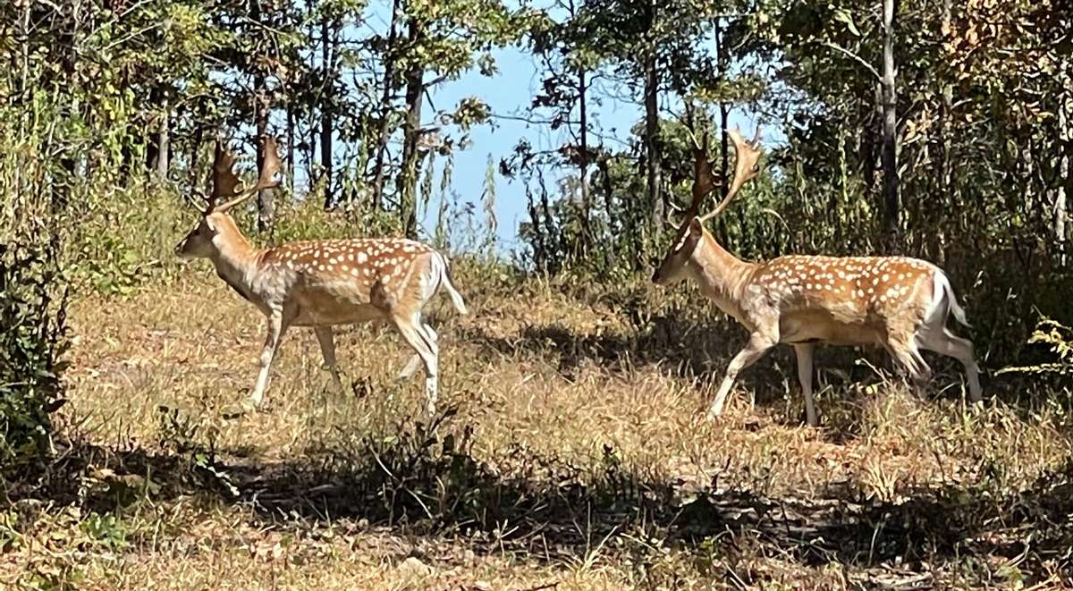 Fallow Deer Hunts